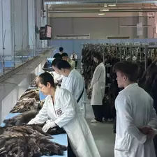 Результаты аукциона СОЮЗПУШНИНА март 2026. Блог FUR EXPERT
