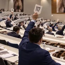 Результаты аукциона СОЮЗПУШНИНА 233 май 2026. Блог FUR EXPERT