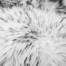 Енот шкурка белый с чёрными кончиками, артикул 1380, цена 7500 руб. FUR EXPERT