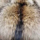 Шкура енота/ енотовидной собаки (Россия), артикул 3042, цена 3500 руб. FUR EXPERT